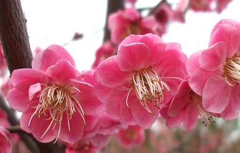 梅花的特点有哪些（梅花的特点和精神）