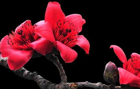 木棉花的花语和传说 木棉花的花语和传说是什么