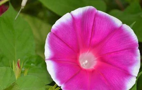 牵牛花的养殖方法 牵牛花的养殖方法和养护