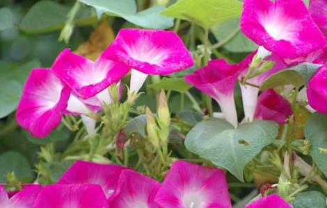 牵牛花的特点有哪些 牵牛花的特点有哪些?