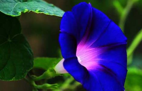 牵牛花种子怎么种(矮牵牛花有种子吗)