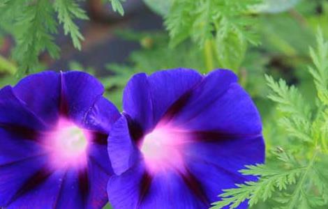 牵牛花什么时候种植 牵牛花有多少种颜色