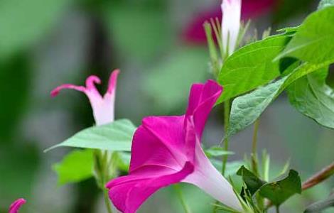 牵牛花为什么会变色(牵牛花为什么会变色呢?小东 动作问)