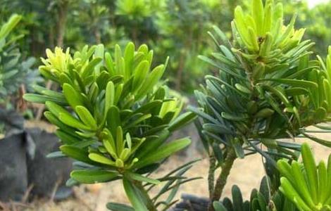 罗汉松种子怎么种(罗汉松种子怎么种植出苗)