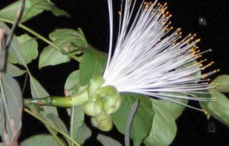 发财树会开花吗 发财树开花图片