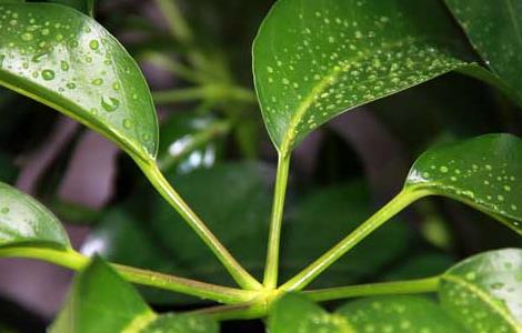 发财树能晒太阳吗（发财树能晒太阳吗）