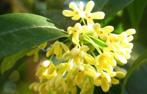 桂花产地在哪里 桂花产地在哪里北方产吗