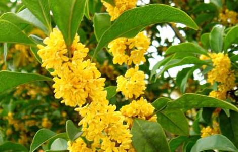 桂花有什么用途