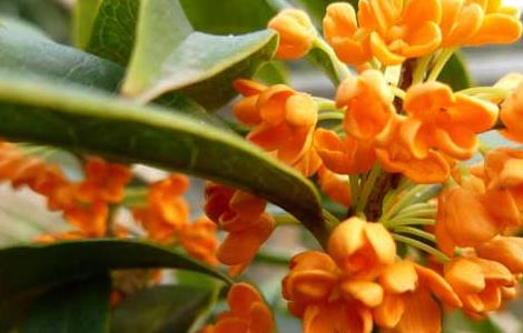 桂花树为什么不开花（绿化树品种大全图片）