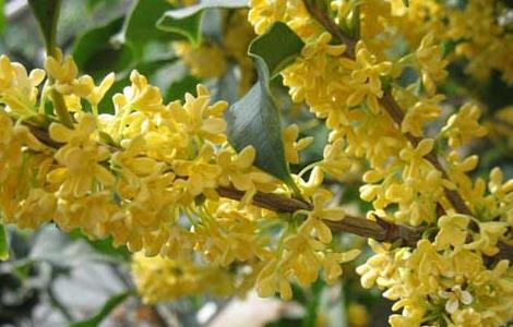 四季桂种植技术 四季桂种植技术与管理