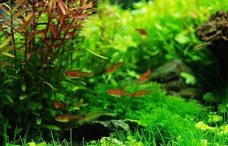 什么水草最好养(金鱼配什么水草最好养)