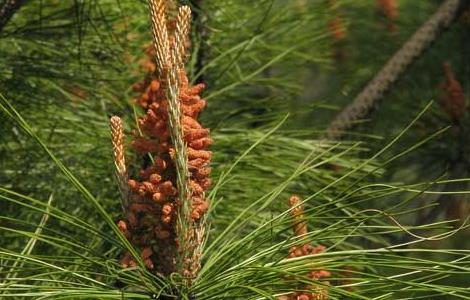 马尾松种植技术 马尾松种植技术视频