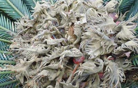 铁树是什么植物（铁树是什么样子的 图片）