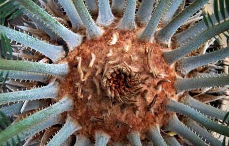 铁树叶子发黄怎么办(苏铁叶子发黄是怎么补救)