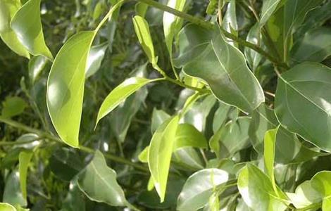 香樟树是什么树（香樟树是什么树图片）