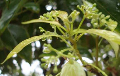 香樟树有什么作用 香樟树有什么作用与功效