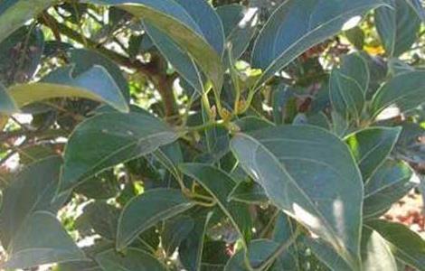 香樟树的作用