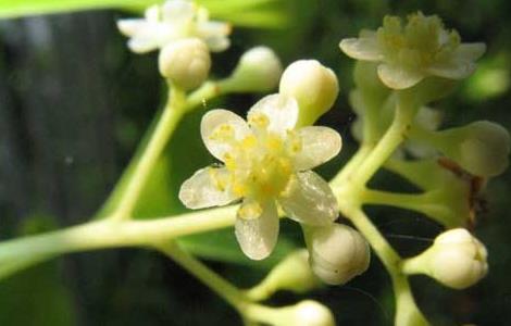 香樟什么时候开花（香樟几月份开花）