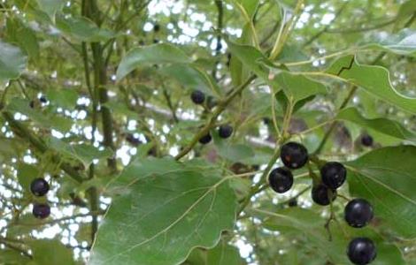 香樟树移植技术（香樟树移植技术与管理）