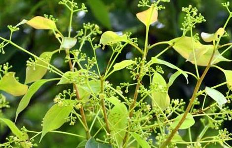 香樟树能驱蚊吗 香樟树能驱蚊吗有毒吗