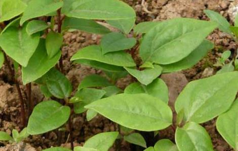 香樟树育苗技术（香樟树育苗技术与管理）