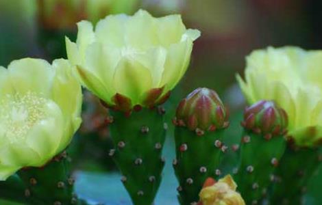 仙人掌的资料有哪些（仙人掌有什么资料）