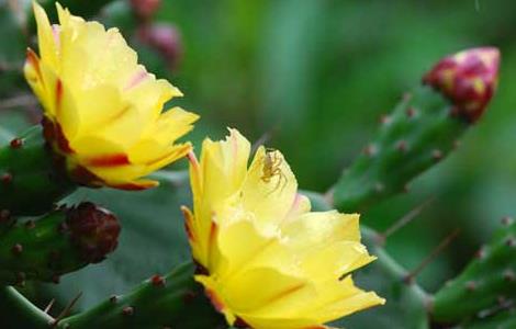 仙人掌有毒吗 仙人掌的刺有毒吗