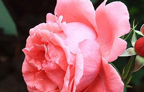 大花月季种植技术（大花月季种植技术要点）