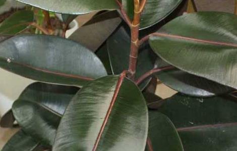 橡皮树可以水培吗 橡皮树可以水培吗视频