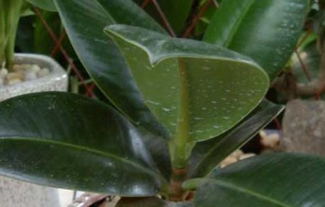 印度橡皮树养殖方法（印度橡皮树养殖方法和技术）