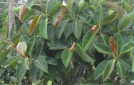 橡皮树怎么浇水 橡皮树怎么浇水合适