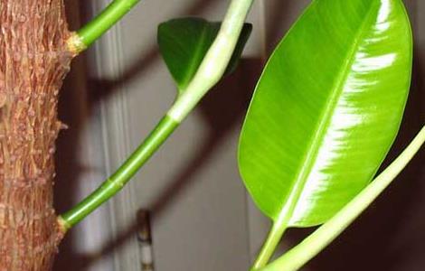 橡皮树的作用有哪些 橡皮树的作用有哪些呢