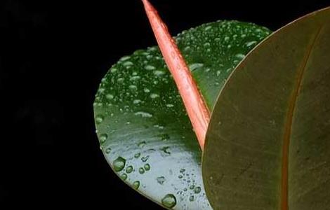 橡皮树的风水作用（橡皮树的风水作用及摆放）