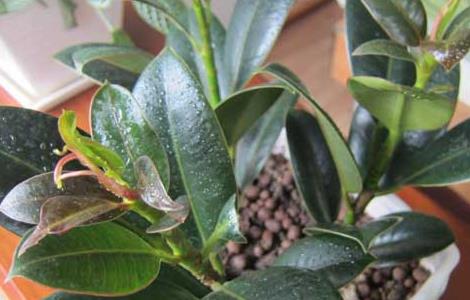 橡皮树能放卧室吗 橡皮树能放卧室吗风水好吗