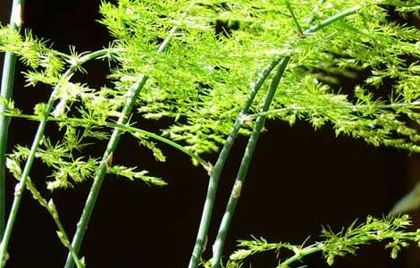 文竹能晒太阳吗（养文竹十大禁忌）