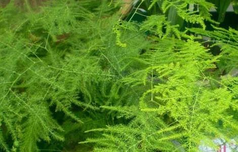 文竹什么时候开花 文竹什么时候开花结果