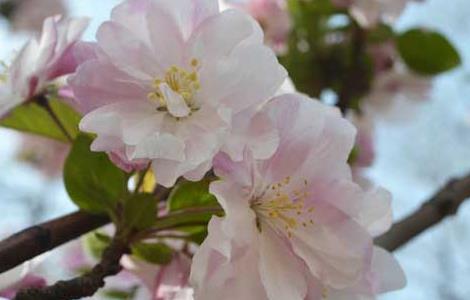 樱花的颜色有几种（樱花的颜色有几种名称）