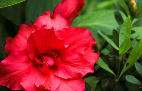 四季杜鹃花养殖方法（四季杜鹃花的养殖方法）