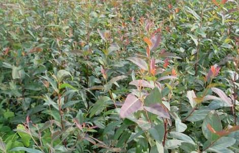 桉树扦插育苗技术 桉树扦插育苗技术要点