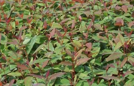 桉树有没有毒（桉树有没有毒性）