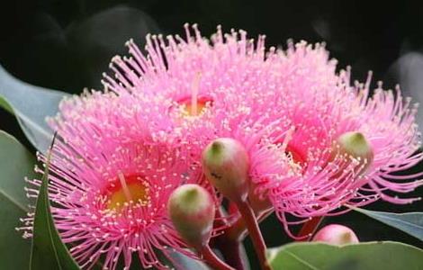 桉树什么时候开花（桉树什么时候开花蜜有粉吗）