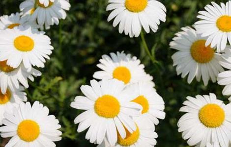 雏菊花语是什么（十二星座本命花）