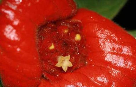 嘴唇花是什么植物 嘴唇花,在哪里生长的