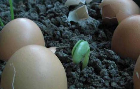 家庭自制花肥方法大全 家庭养花自制花肥29种方法