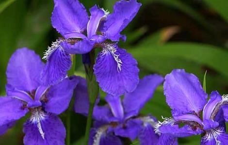 鸢尾花的养殖方法 鸢尾花的养殖方法和技术