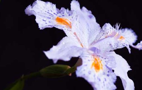 鸢尾花种子怎么种（鸢尾花种子怎么种?最佳种植时间?）