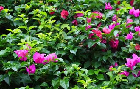 三角梅养殖方法和注意事项 八角梅的养殖方法和注意事项