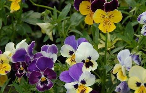 三色堇种子怎么种 三色堇是种子繁殖吗
