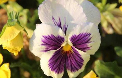 三色堇的种植方法 三色堇的种植方法和注意事项