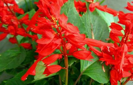 一串红怎么种植才好（一串红怎么种植才好看）